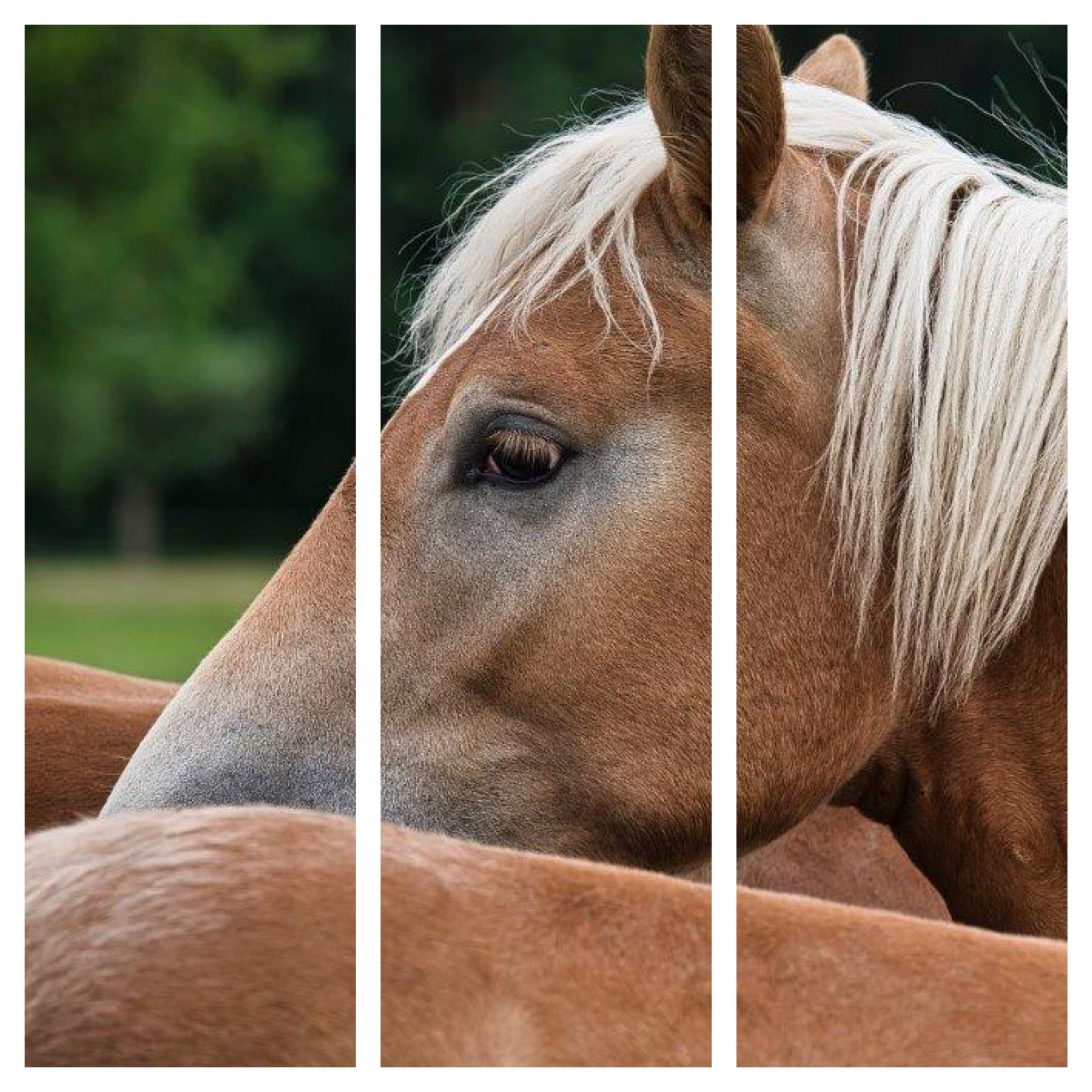 Probiotiske tilskudd for hund, katt og hest
