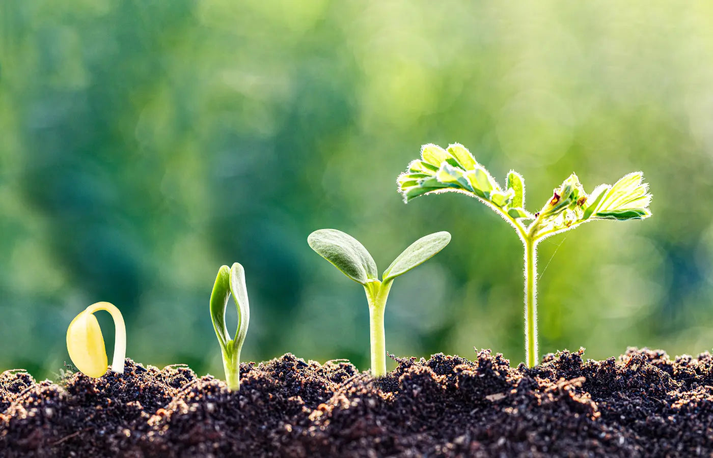 BiosaHerb™ Miljø – økologiske mikroorganismer for jord, planter og regenerativt landbruk