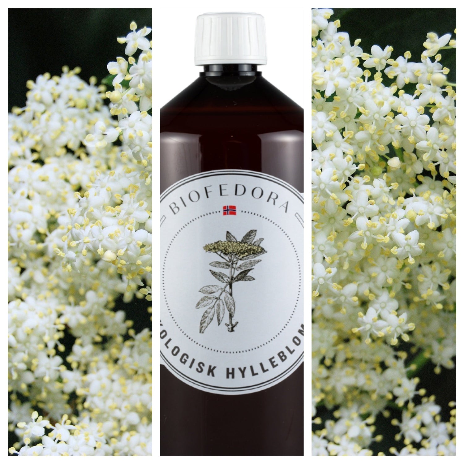 hyll biofedora fermentert drikke